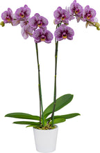 Phalaenopsis Black Stripes (BLOOMING!!!)