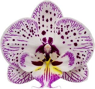 Phalaenopsis Expressions (Healthy Mericlone) Main image