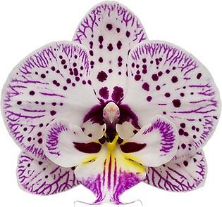 Phalaenopsis Expressions (Healthy Mericlone)