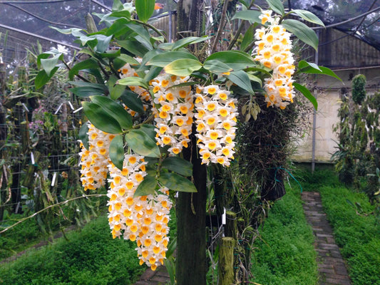 (Ready to flower) Fragrant Species Dendrobium Thyrsiflorum