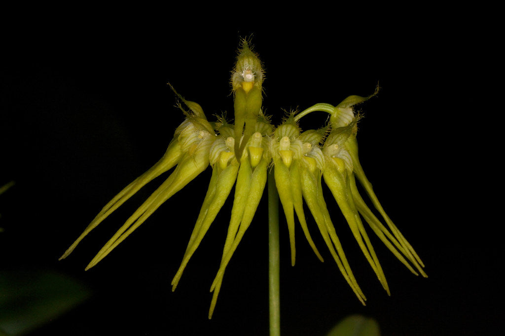 Bulbophyllum pectenveneris (flaviforum) x self FLASK RARE SPECIES