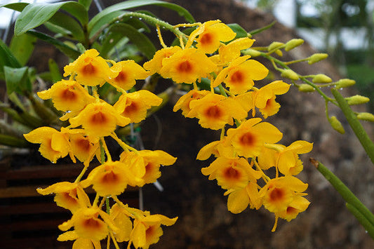 (In Spikes - flowering soon) Dendrobium Chrysotoxum (Fragrant Species)