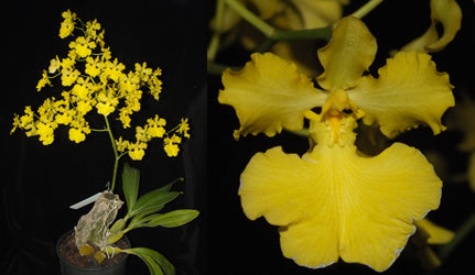 Oncidium Ronaele 'Roxy' AM/AD/ AOC X Onc. Jiaho Queen Secondary image
