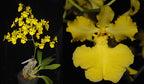 Oncidium Ronaele 'Roxy' AM/AD/ AOC X Onc. Jiaho Queen