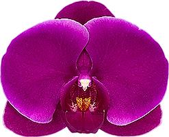 IN SPIKE! Phalaenopsis Joyride (Healthy Mericlone)