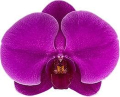 Phalaenopsis Midnight Rover - FLOWERING NOW! SPECIAL