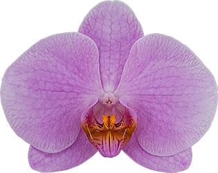 Phalaenopsis 'Gentle Eminence' - FLOWERING NOW!!! MERICLONED Main image