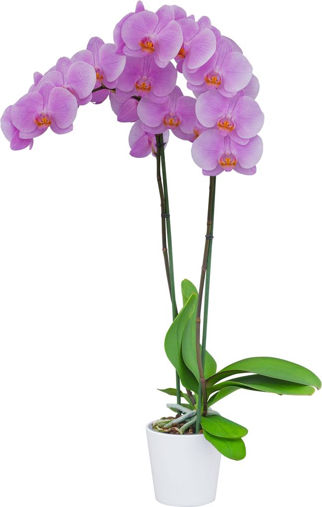 Phalaenopsis 'Gentle Eminence' - FLOWERING NOW!!! MERICLONED Secondary image