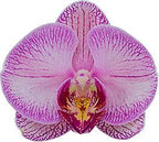 Phalaenopsis Gallery Play (FLOWERING!!!)
