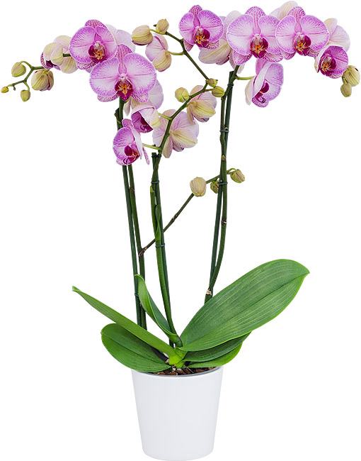 Phalaenopsis Gallery Play (FLOWERING!!!) Secondary image