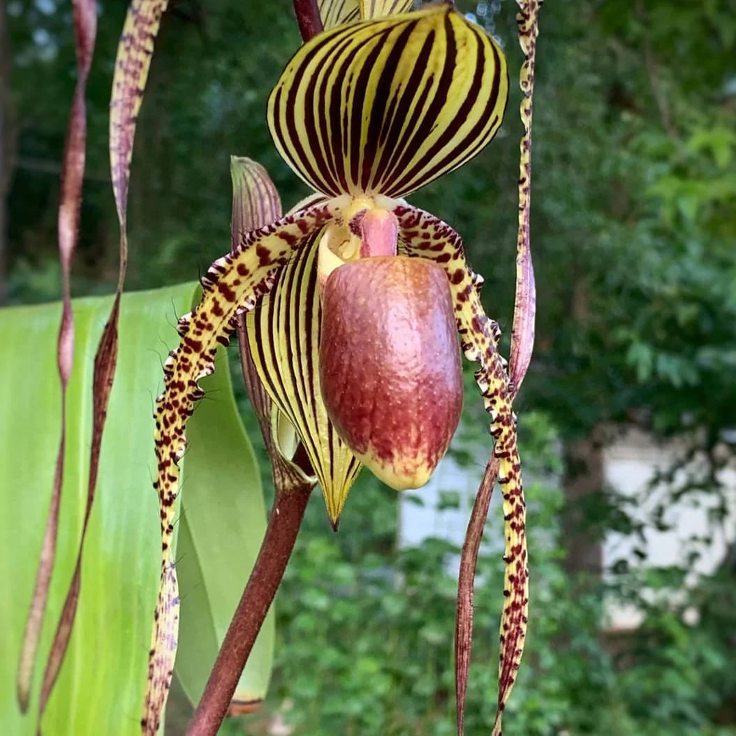 Paphiopedilum Prince Edward of York (Paphiopedilum rothschildianum × Paphiopedilum sanderianum) Main image