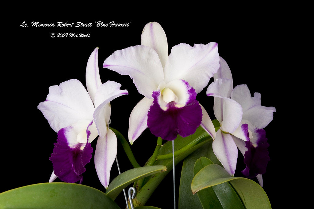 Lc. Mem. Robert Strait 'Blue Hawaii' (Fragrant )