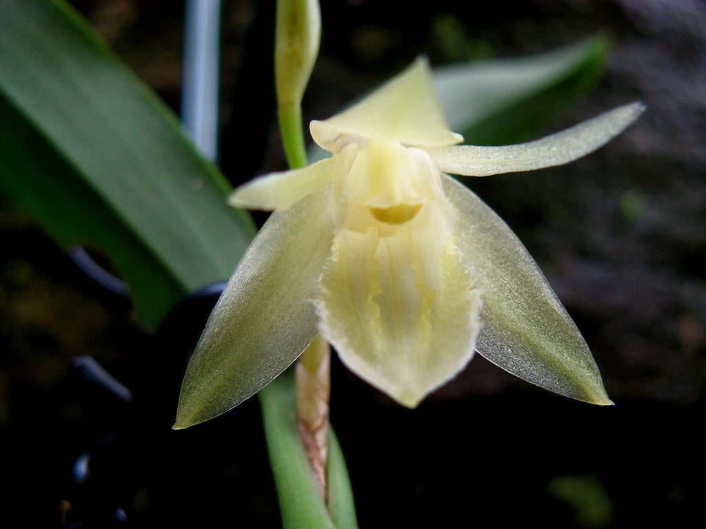 Coelogyne fimbriata 'Alba' Main image