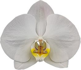 Phalnopsiaes Silver Light (LARGE WHITE FLOWERS)