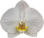 Phalnopsiaes Silver Light (LARGE WHITE FLOWERS)