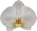 Phalaenopsis Silver Light (Blooming Size)