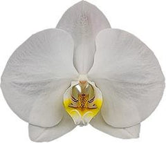 Phalaenopsis Silver Light (LARGE WHITE FLOWERS)