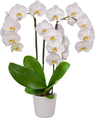 Phalaenopsis Silver Light (LARGE WHITE FLOWERS)