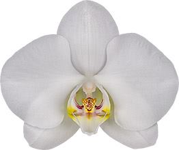 FLOWERING! - Phalaenopsis 'Misty Snow' Secondary image
