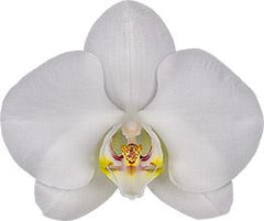 FLOWERING! - Phalaenopsis 'Misty Snow'