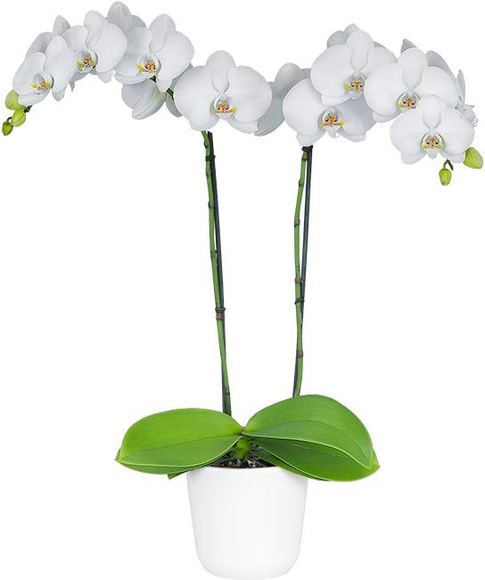 FLOWERING! - Phalaenopsis 'Misty Snow' Main image