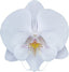 Phalaenopsis Pillow Talk (Blooming Now)