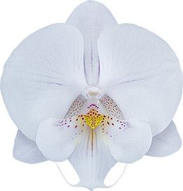 Phalaenopsis Pillow Talk (Blooming Now)