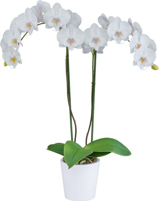 Phalaenopsis Pillow Talk (Blooming Now) Secondary image