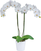 Phalaenopsis Pillow Talk (Blooming Now)