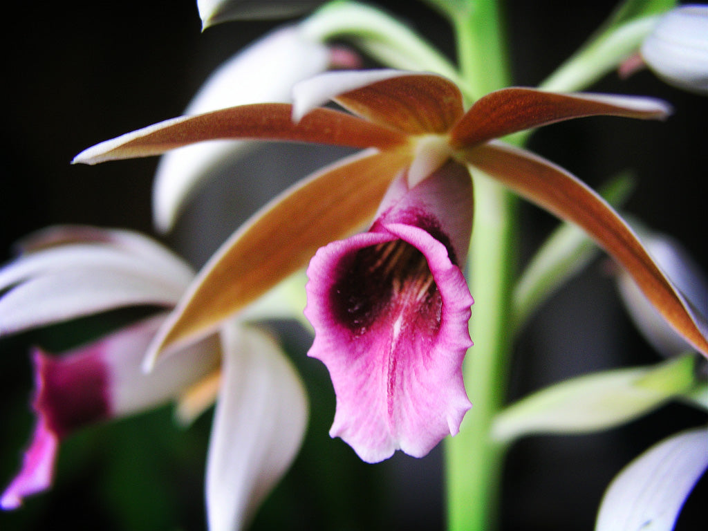 Phaius tankervilleae (Variegated Swamp Orchid)