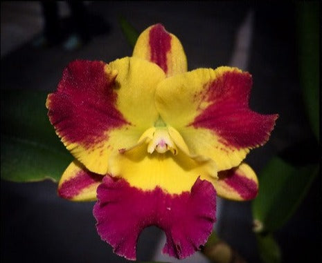 Rlc. Chyong Guu Linnet x Rlc. Kinmen Taiwushan (Beautiful Cattleya Hybrid) Secondary image