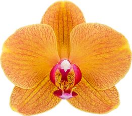 IN SPIKE! Phalaenopsis Carrotcake (Healthy Mericlone) Main image