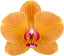 IN SPIKE! Phalaenopsis Carrotcake (Healthy Mericlone)