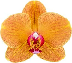 IN SPIKE! Phalaenopsis Carrotcake (Healthy Mericlone)