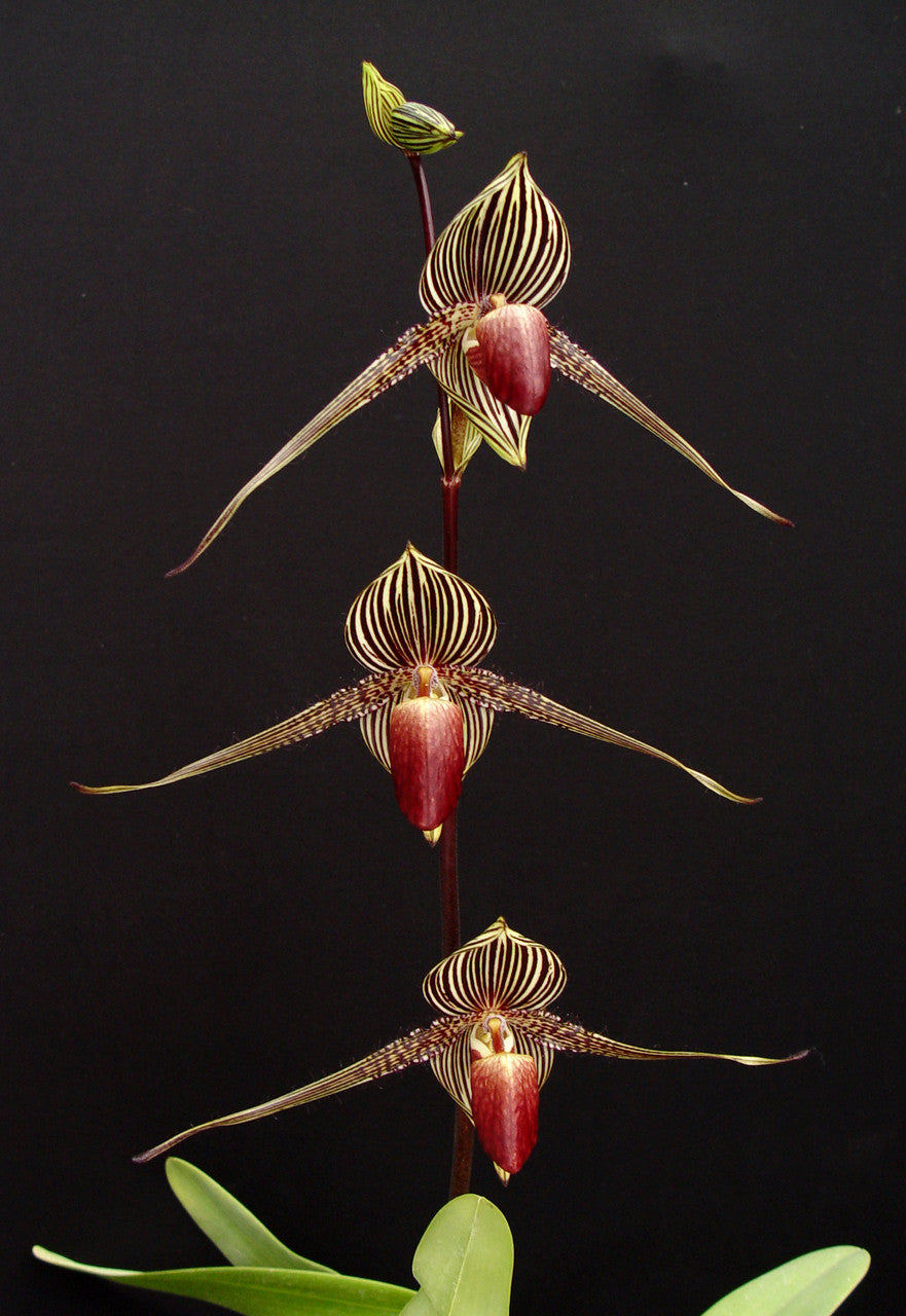 Paph. Yang-Ji Diamond Pentarch x Rothschildianum (Humongous) Secondary image