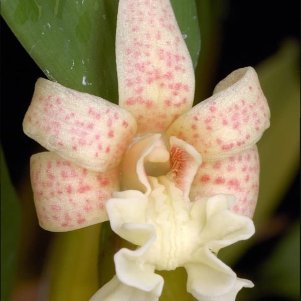 Dendrobium Picatile (formerly Flickingeria fimbriata )