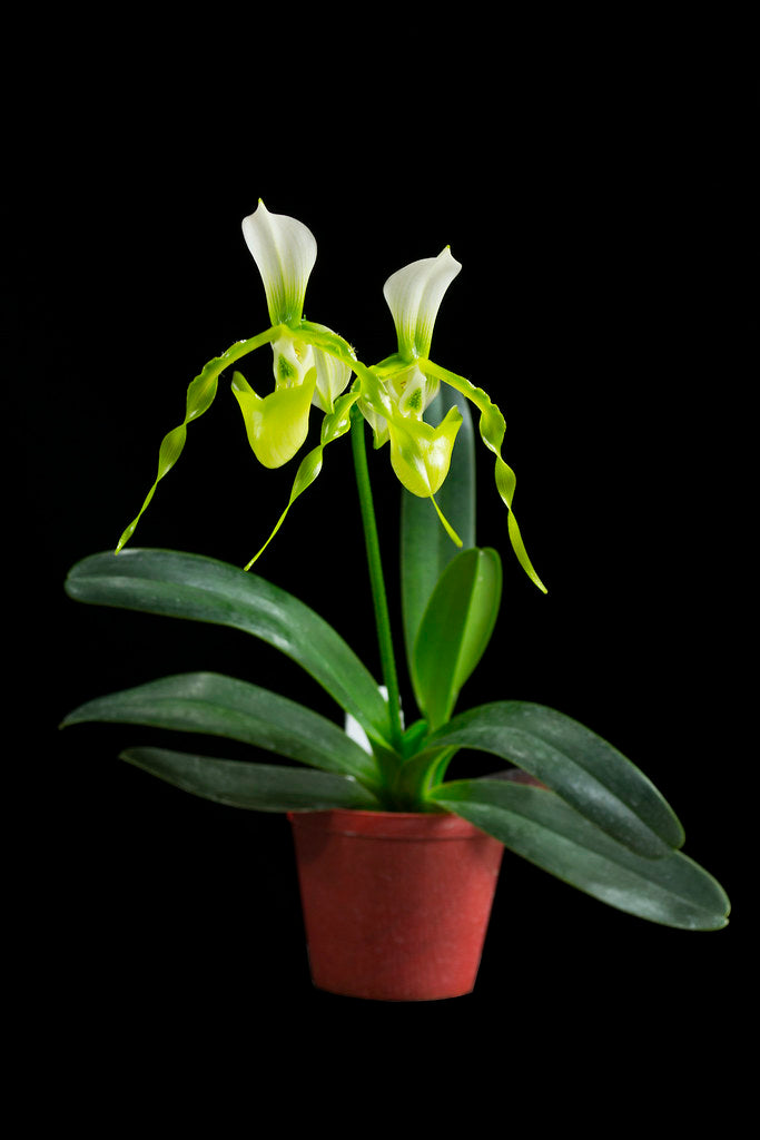 Paph. dianthum fma. album x saintswithin fma. album (Multifloral Slipper Orchid) Main image