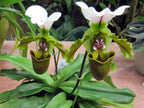 Paphiopedilum Spicerianum (In Flower Now)