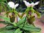Paphiopedilum Spicerianum (In Flower Now)