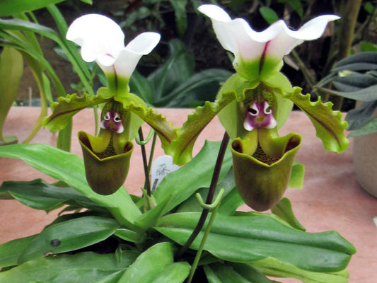 Paph. Cocoa Burhill x Spicerianum