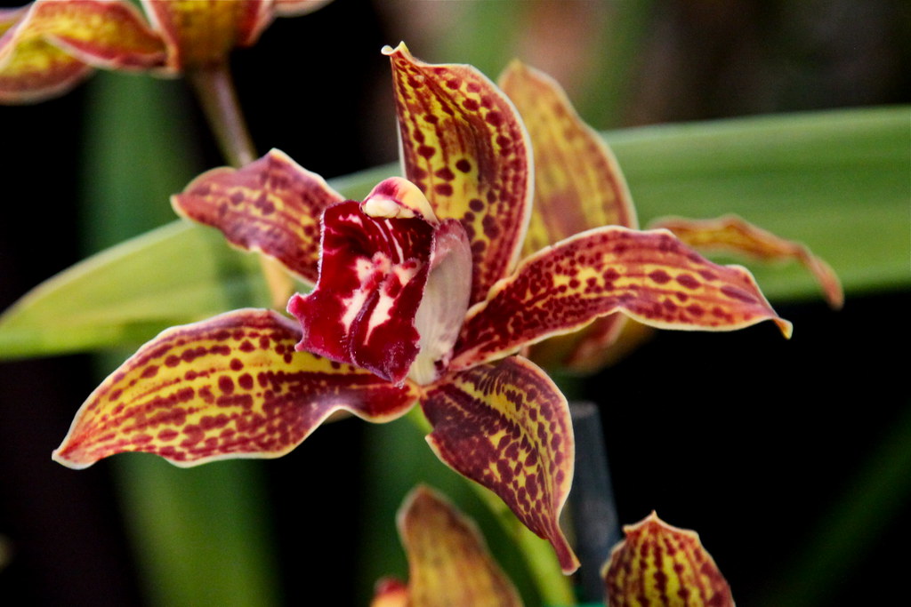 Cymbidium Death Wish 'Under Belly' Secondary image