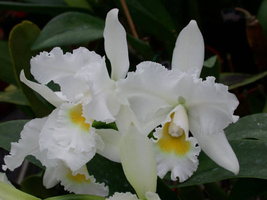 Cattleya “Queen Sirikit” (Fragrant)