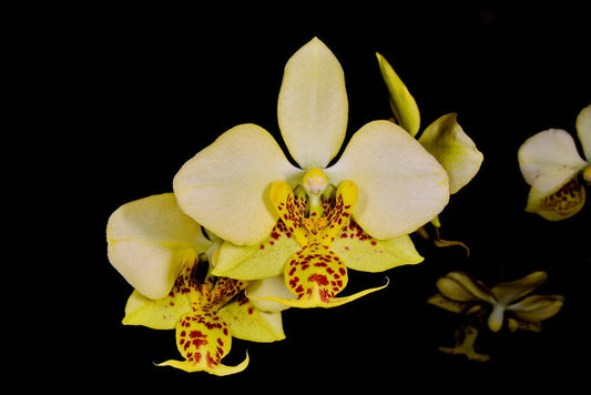 Phalaenopsis Yaphon Cupid x stuartiana var. nobillis 'Yellow Strain'