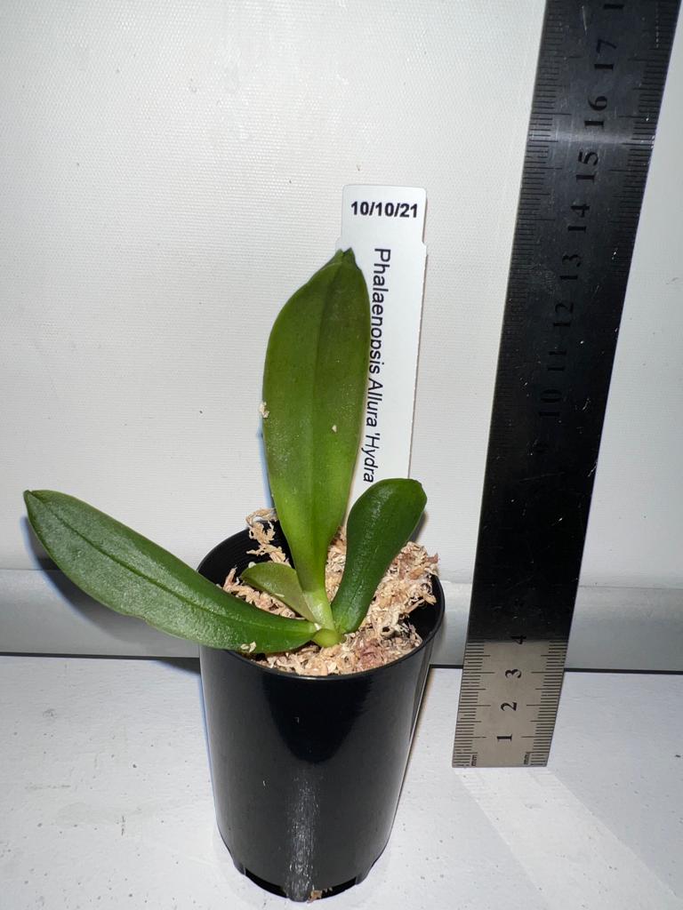TOP - Phalaenopsis Allura 'Hydra' (Spotted)