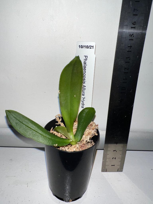 TOP - Phalaenopsis Allura 'Hydra' (Spotted)