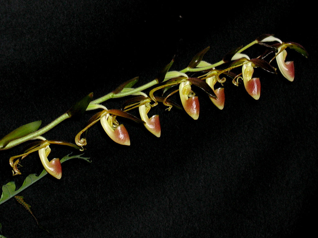 Paphioedilum Gigantifolium 'Cheng' X Paph. Anitum