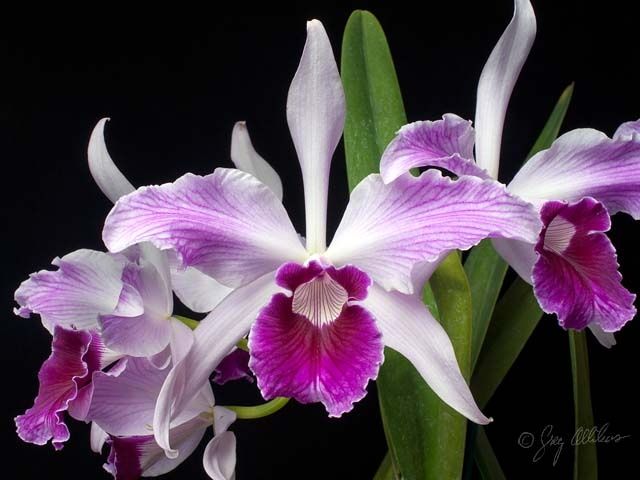 L. Purpurata v. Tipo Giant x Purpurata v. Striata