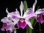 L. Purpurata v. Tipo Giant x Purpurata v. Striata