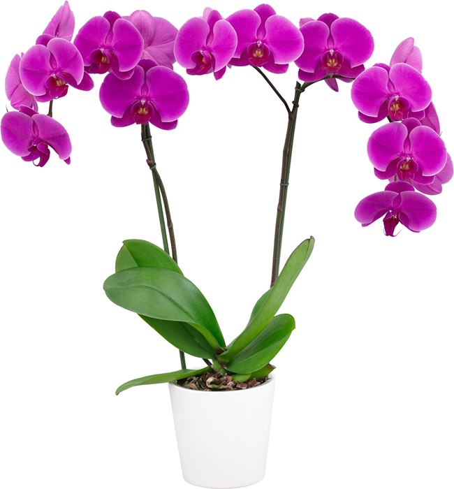 Phalaenopsis Midnight Rover - FLOWERING NOW! SPECIAL