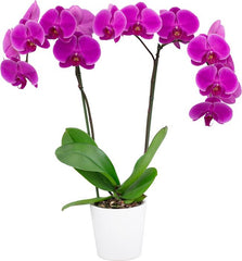 Phalaenopsis Midnight Rover - FLOWERING NOW! SPECIAL